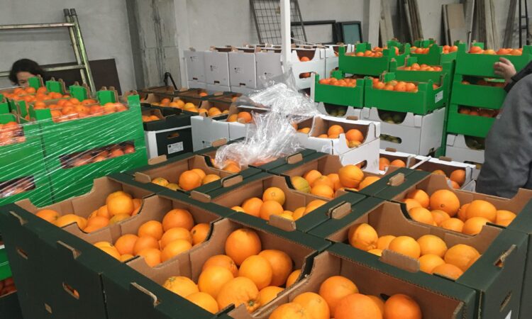 le arance di rosarno
